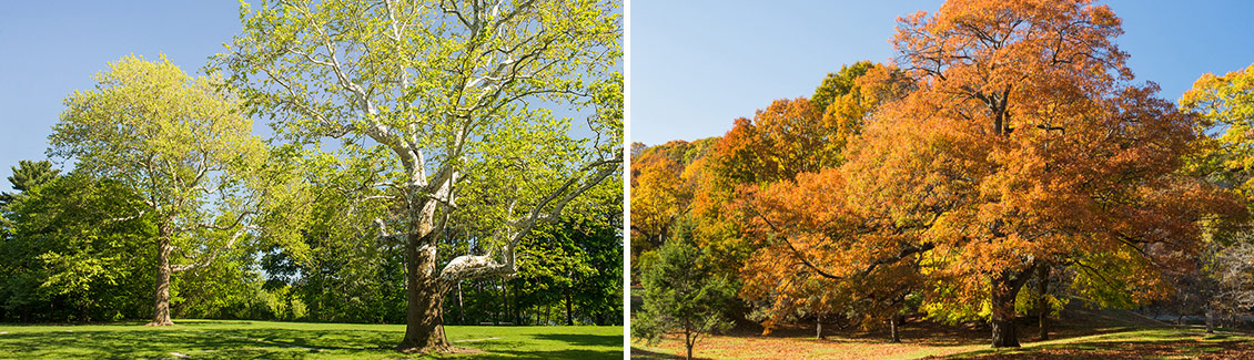 emerald necklace olmsted tree society