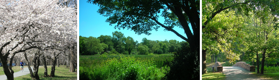 emerald necklace olmsted tree society