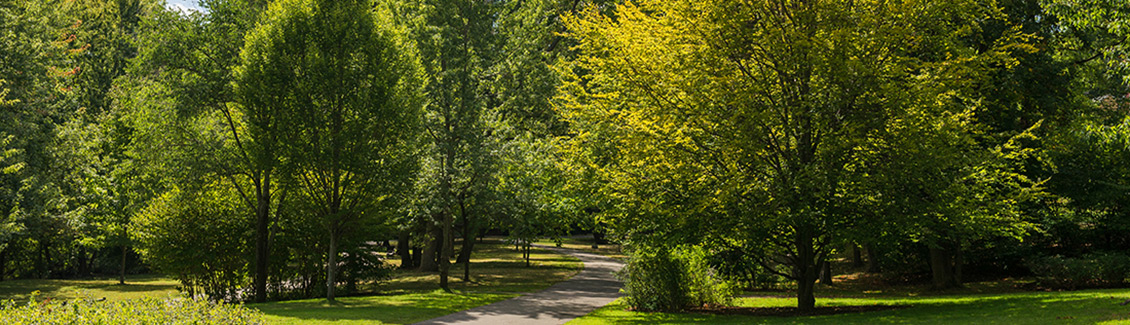 emerald necklace olmsted tree society