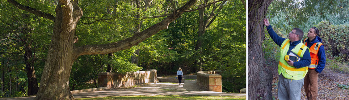olmsted tree society