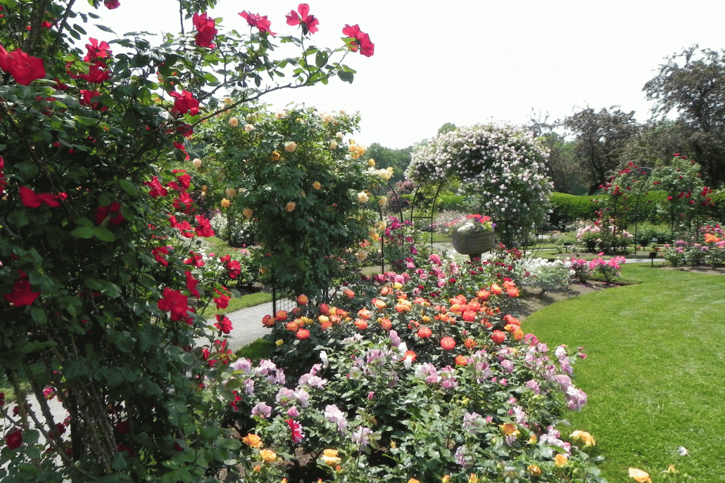 Kelleher-Rose-Garden-WEB - The Emerald Necklace Conservancy