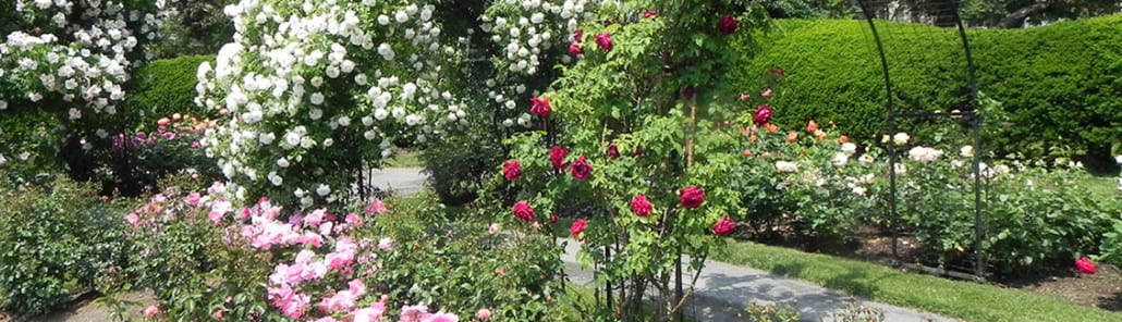 emerald necklace kelleher rose garden