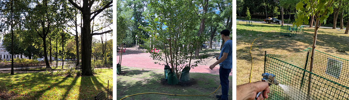 tree watering template