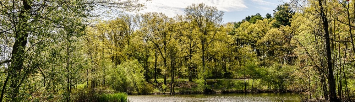 Spring Website Banner